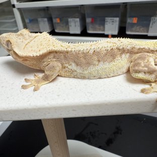 릴리100%헷아잔틱