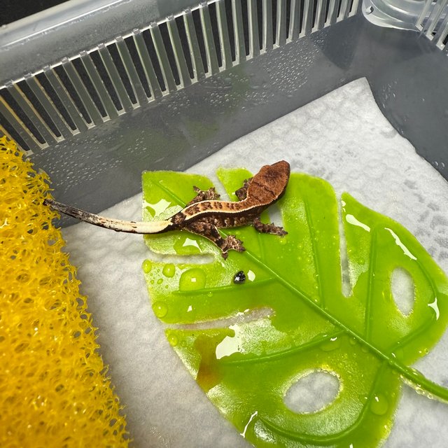 카푸치노 100%헷아잔틱