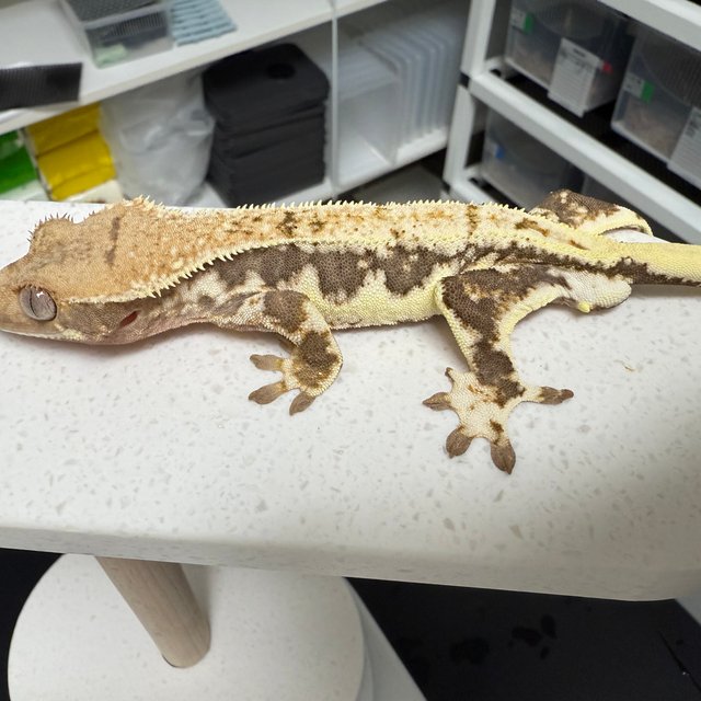 릴리100%헷아잔틱