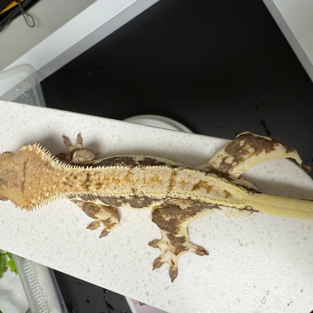 릴리100%헷아잔틱