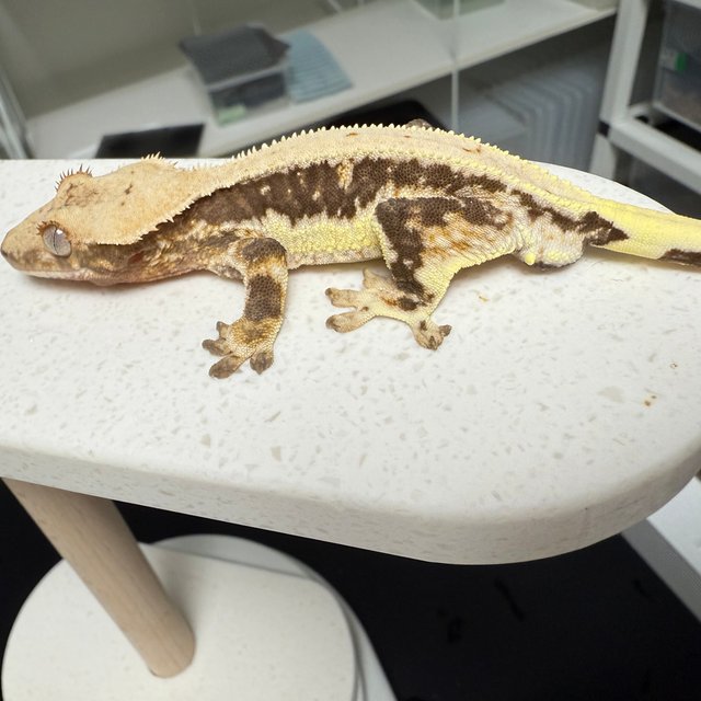 릴리100%헷아잔틱