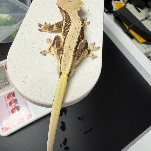 릴리100%헷아잔틱