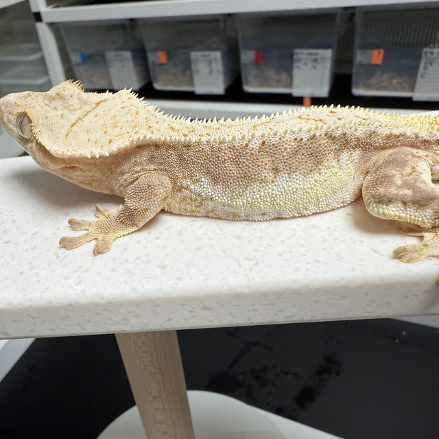 릴리100%헷아잔틱