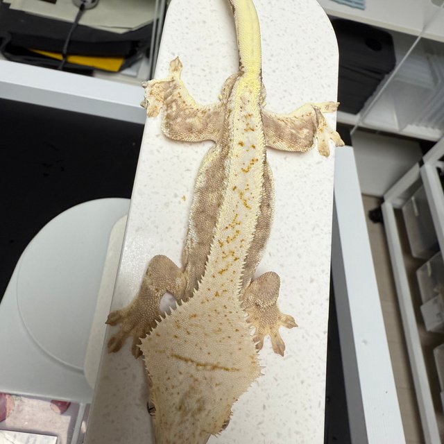 릴리100%헷아잔틱