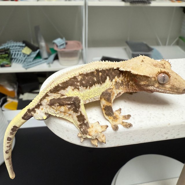 릴리100%헷아잔틱