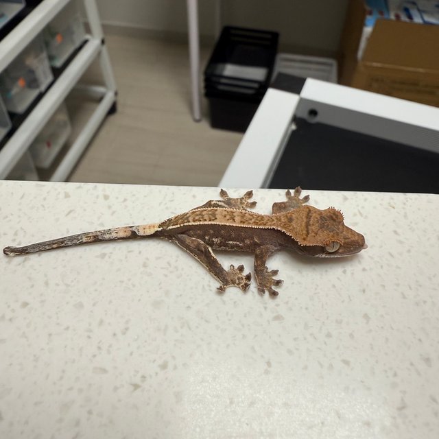 카푸치노 100%헷아잔틱