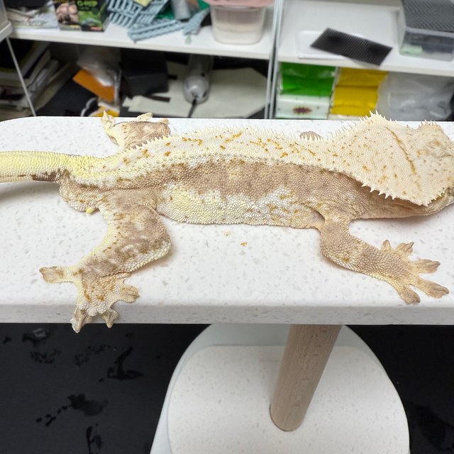 릴리100%헷아잔틱