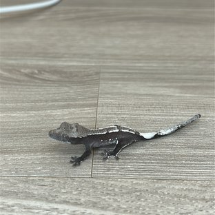 아잔틱