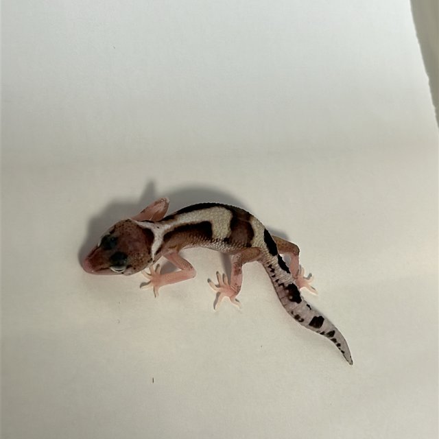 스노우 이클립스