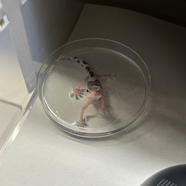 스노우 이클립스