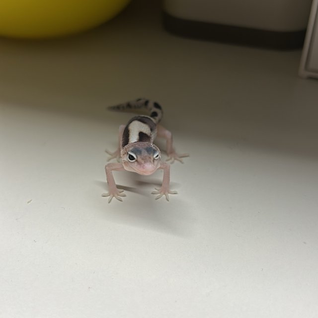 스노우 이클립스