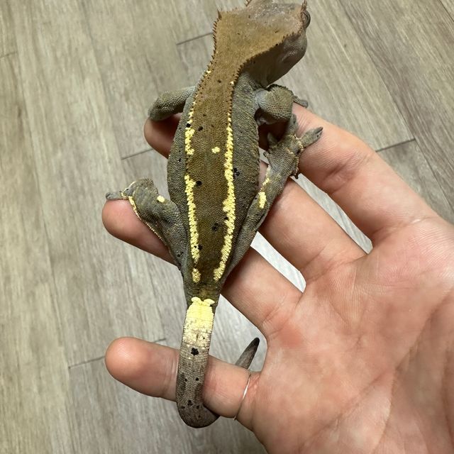카푸치노