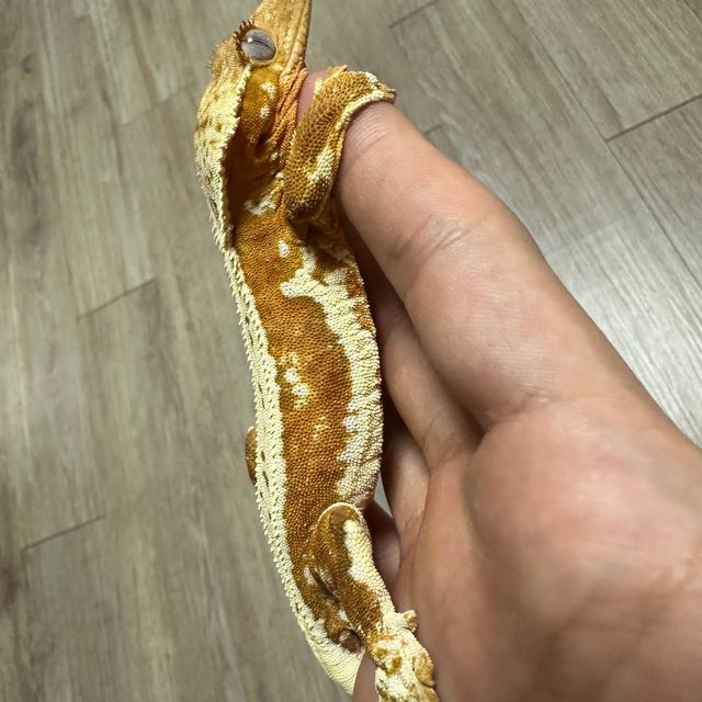릴리화이트 크림시클