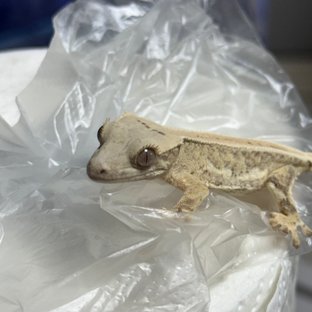 크림시클 릴리화이트