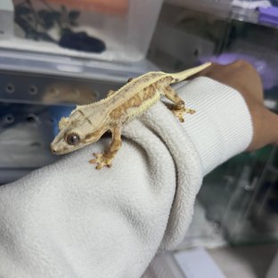 릴리화이트 크림시클