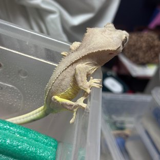 녹차