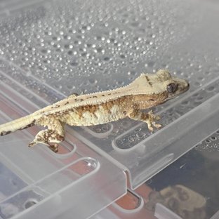 크림시클 노멀 화이트포트홀 풀핀