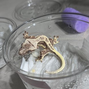 텐저린 릴리화이트 크림시클 화이트스팟