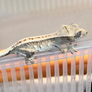 크림시클 노멀 화이트포트홀