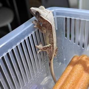 릴리화이트 크림시클