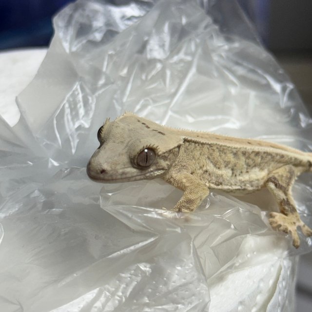 크림시클 릴리화이트