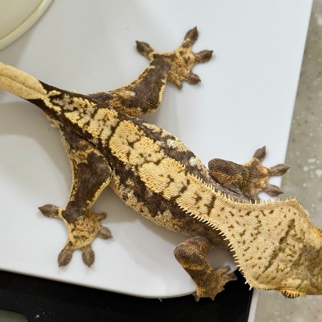 노멀 화이트포트홀