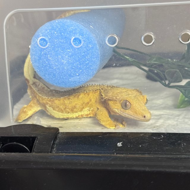 릴리화이트 100%헷아잔틱 릴리100%헷아잔틱