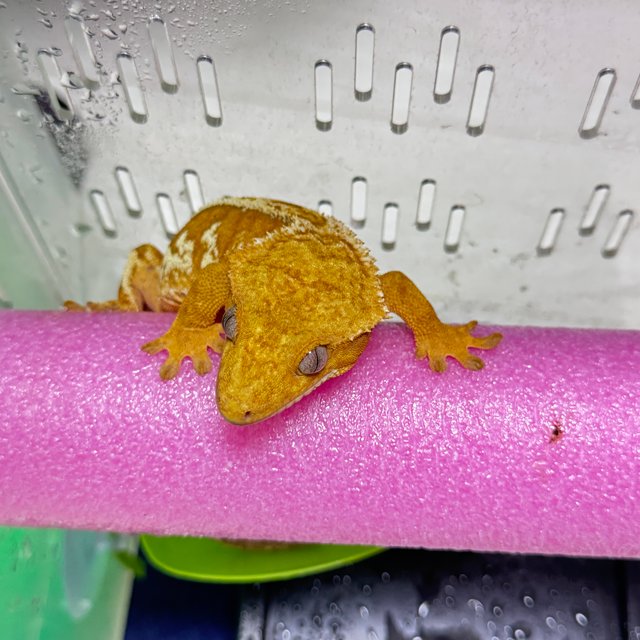 풀핀 텐저린 노멀