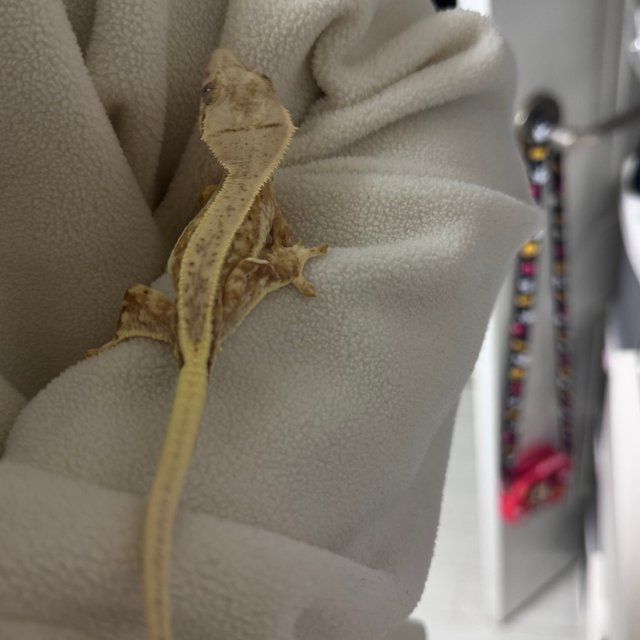 릴리화이트 크림시클