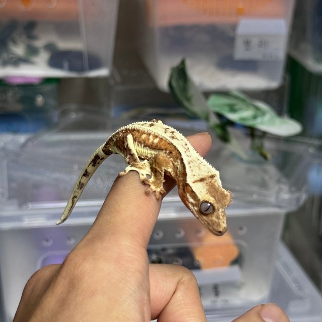 텐저린 릴리화이트