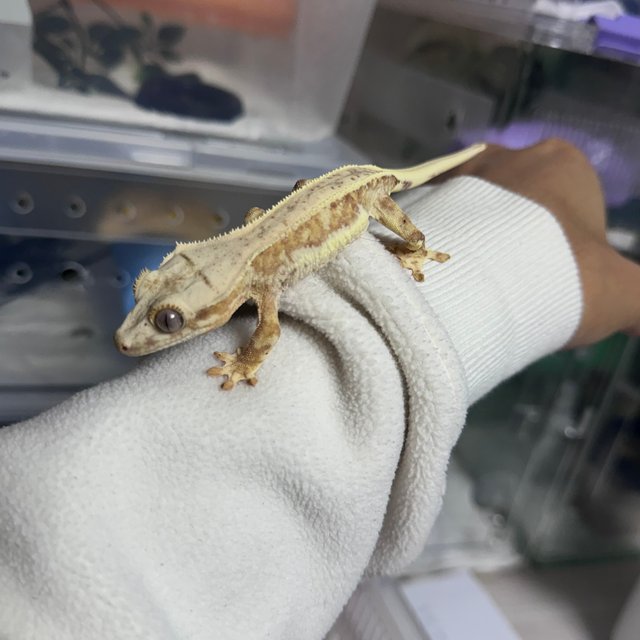 릴리화이트 크림시클