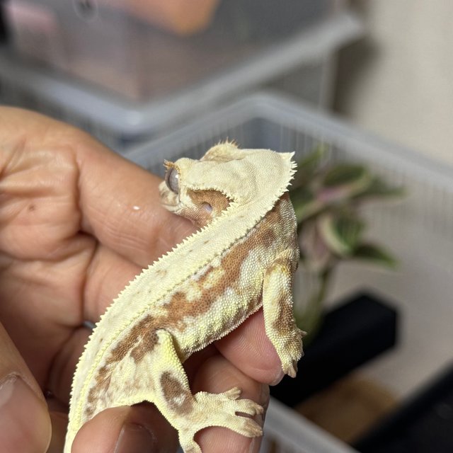 릴리화이트 드리피