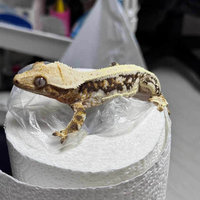 릴리100%헷아잔틱 트라이 드리피