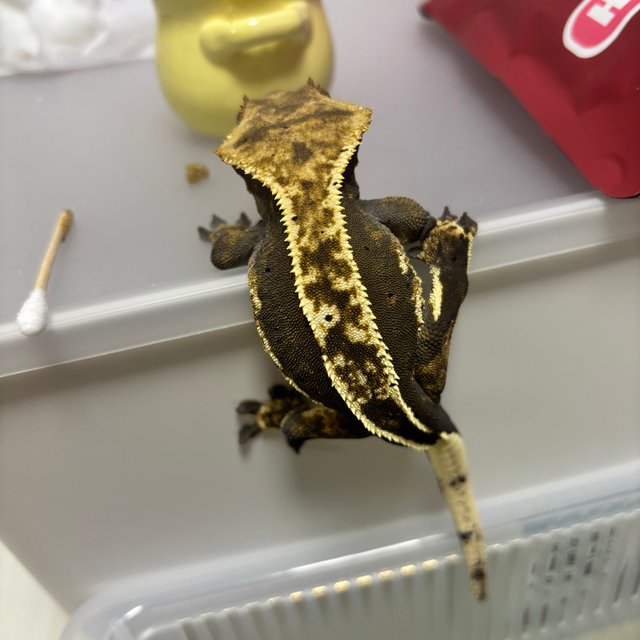 노멀 핀스트라이프 쿼드