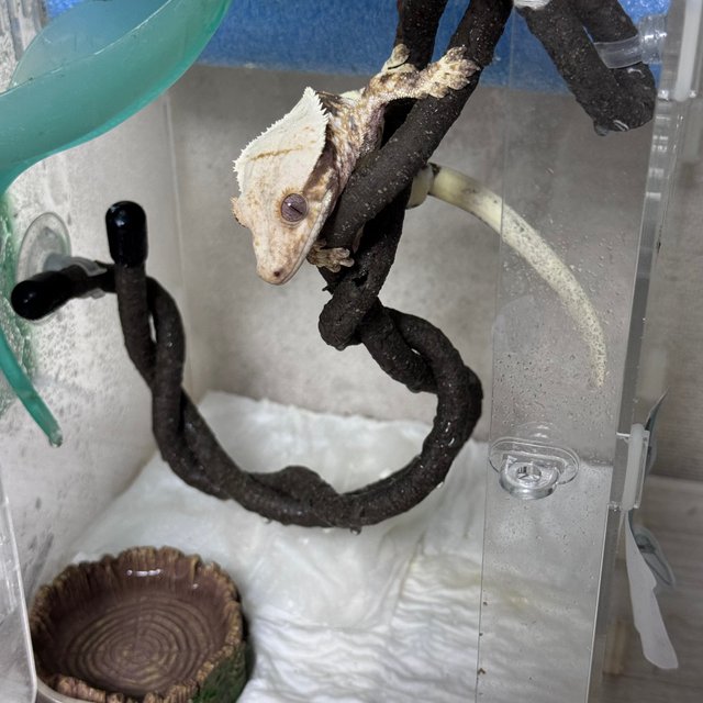 릴리100%헷아잔틱 트라이 드리피