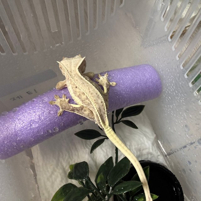 릴리화이트 크림시클