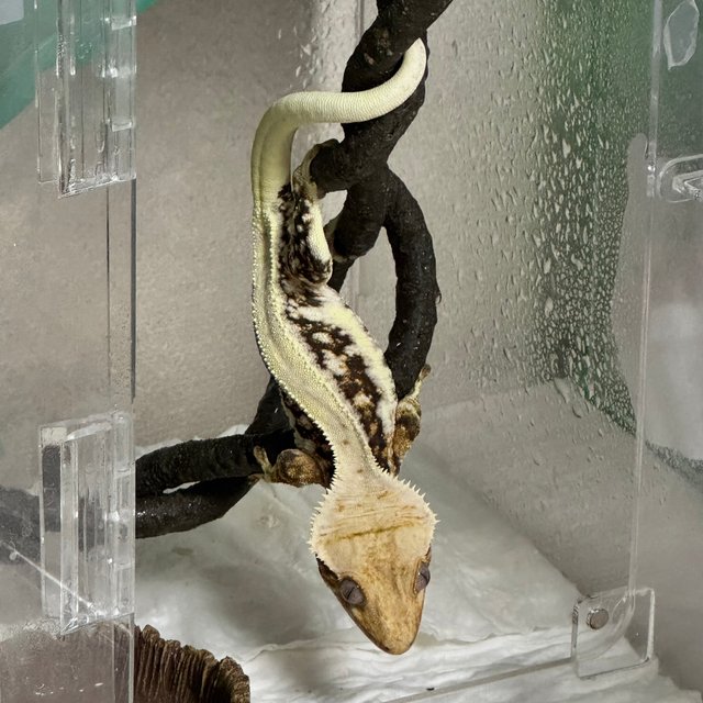 릴리100%헷아잔틱 트라이 드리피