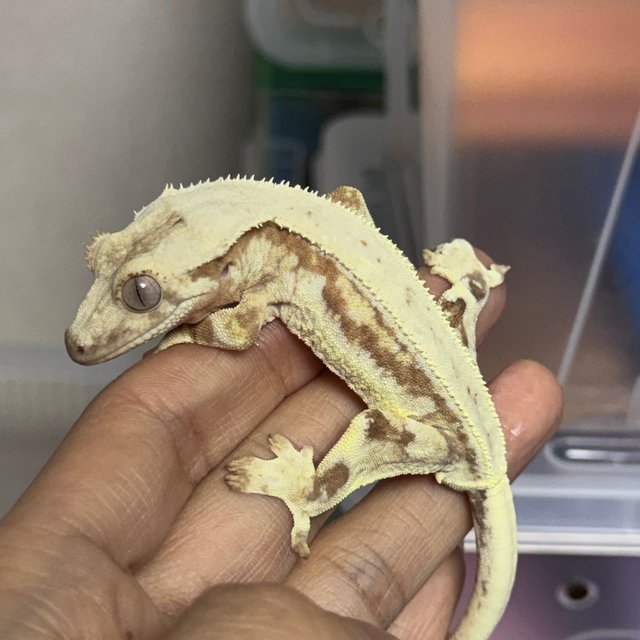 릴리화이트 드리피