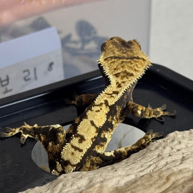 노멀 트라이 화이트포트홀 100%헷아잔틱