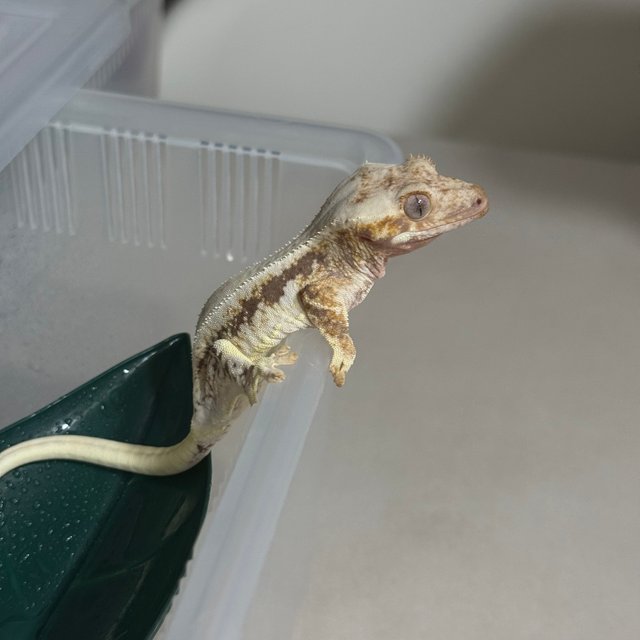 트라이 드리피 릴리화이트 루왁 릴리