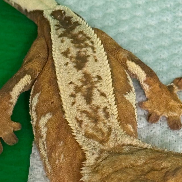 풀핀 텐저린 노멀