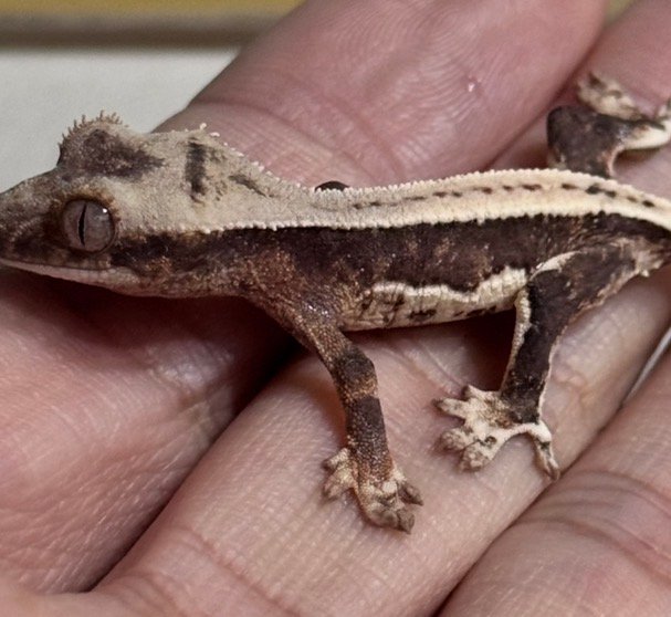 릴리100%헷아잔틱