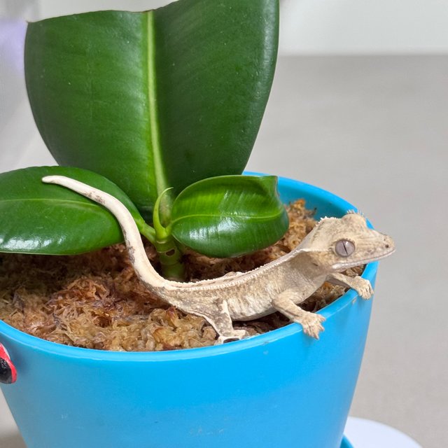 크림시클 노멀 화이트포트홀