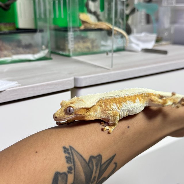 릴리화이트 드리피 텐저린 크림시클 옐로우