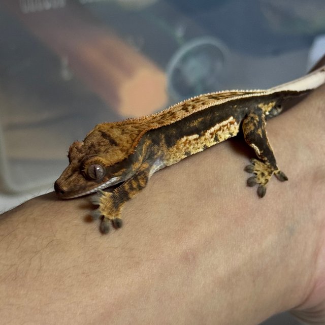 노멀 풀핀 쿼드 100%헷아잔틱