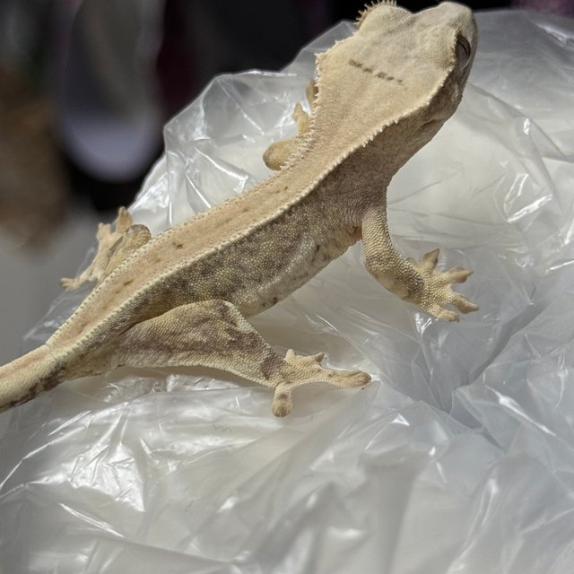 크림시클 릴리화이트