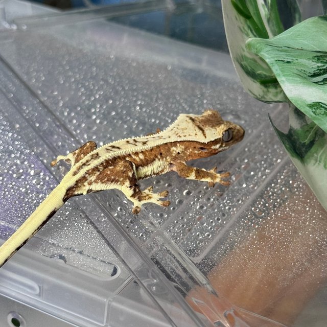 텐저린 릴리화이트