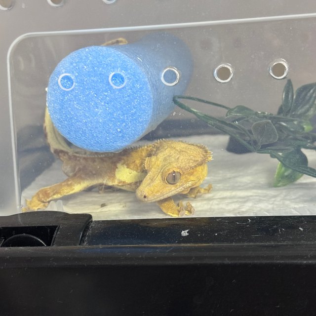 릴리화이트 100%헷아잔틱 릴리100%헷아잔틱