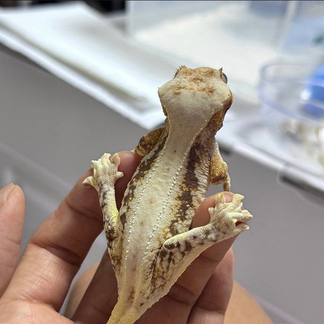 트라이 드리피 릴리화이트 루왁 릴리