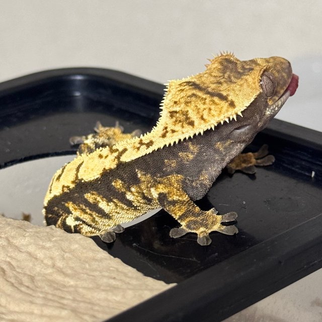 노멀 트라이 화이트포트홀 100%헷아잔틱